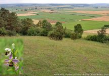 Kleiner Iberg mit Bienen-Ragwurz.JPG